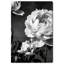 Still Peony Print by Oliver Gal-796334186-796334239