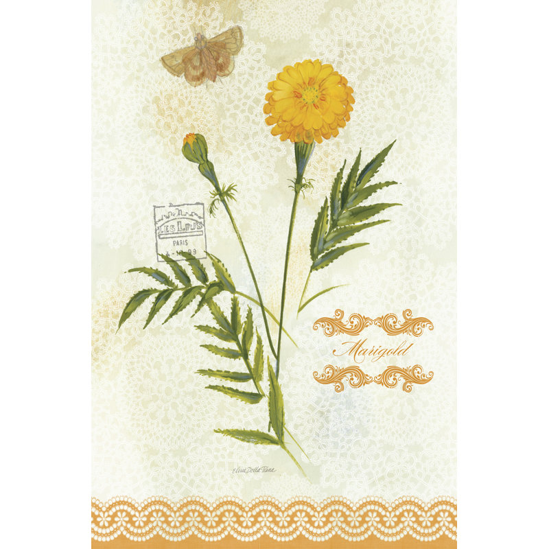 Flower Study On Lace XI by Elissa Della-Piana - Wrapped Canvas Print, 46cm H x 30cm W x 3.8cm D