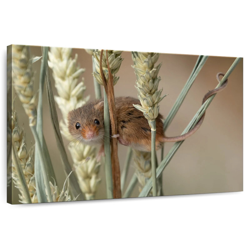 Récolter la souris sur le blé, H 8 po x l 12 po