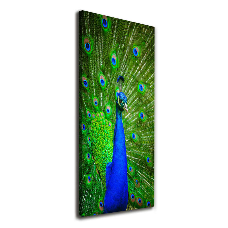 Peacock - Wrapped Canvas Print