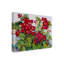 « deep red geraniums », reproduction d’impression sur toile tendue-27490677