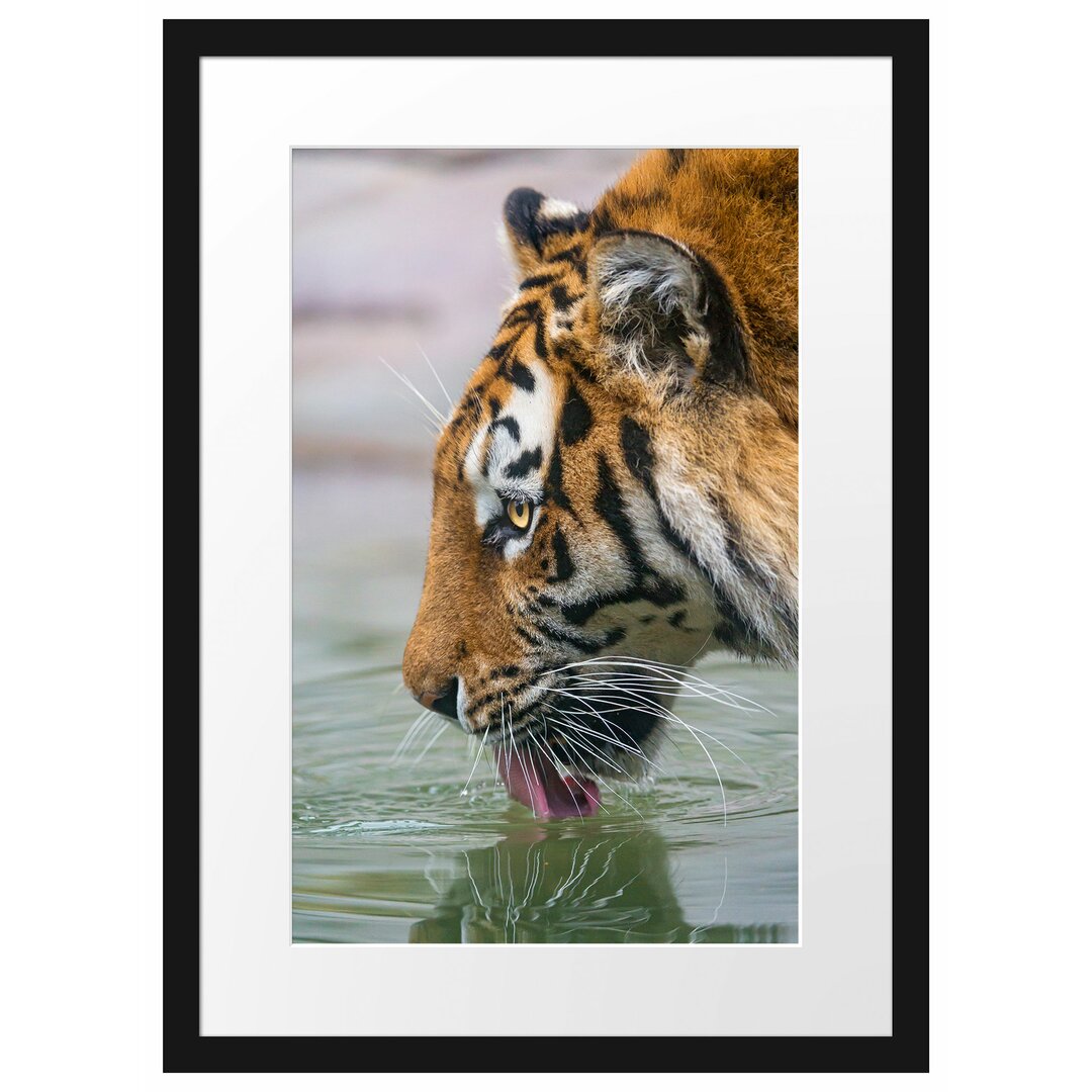 Gerahmtes Poster Tiger am Wasserloch