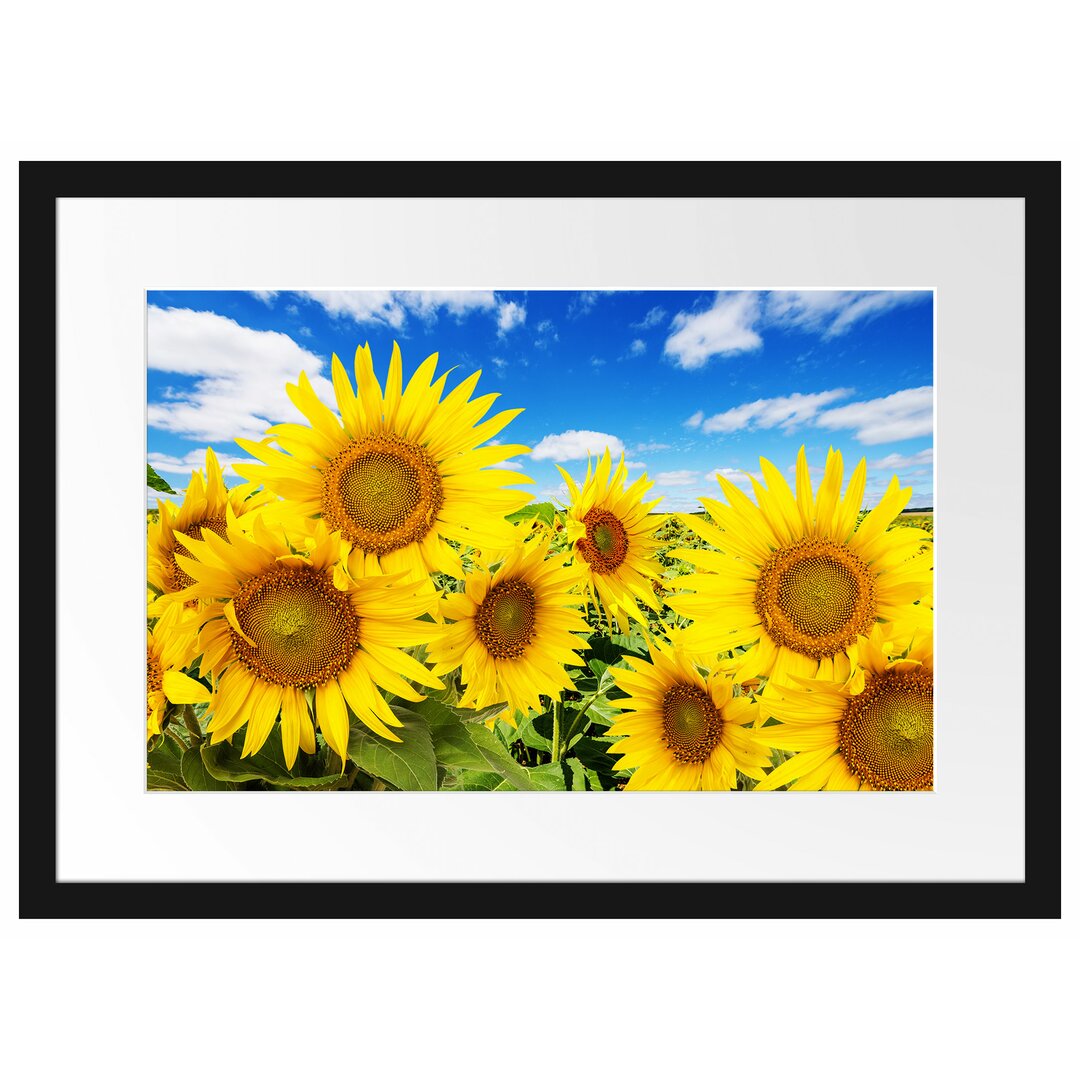 Gerahmtes Poster Sonnenblumenwiese unter Himmel