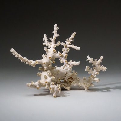 Véritable branche de corail (1 lb)