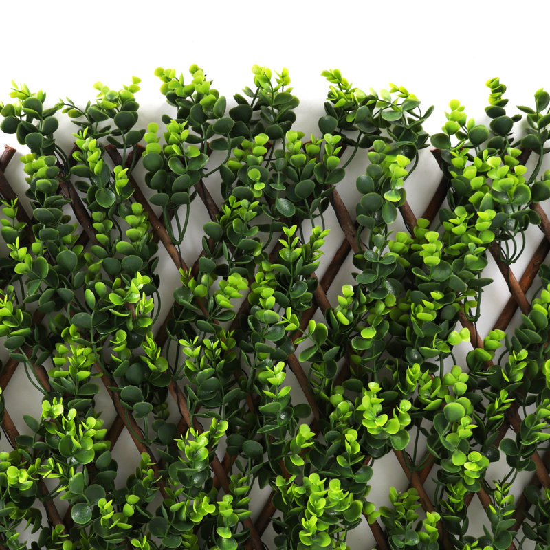 Plante de 20 po