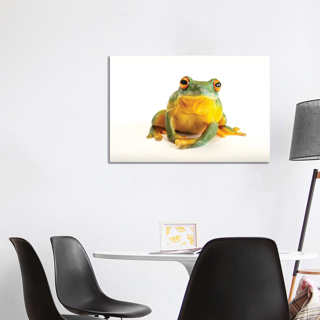 An Orange Eyed Tree Frog At Wild Life Sydney Zoo von Joel Sartore - Gallery-Wrapped Canvas Giclée on Canvas