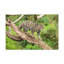 No Frame Print on Canvas-1572155888