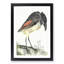 Boat Billed Heron by Johan Teyler - Picture Frame Painting Print-55544172-55544173