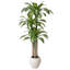 Arbre Dracaena de 6 pi Adcock-122512141