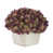 Prune / sauge