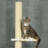 Emogene 102.25'' H Cat Tree-118338926-118338915