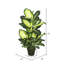 40" Artificial Green and White Dieffenbachia