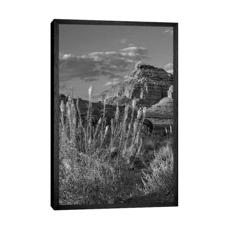 Miner's Candle Flowers, Echo Canyon, Vermilion Cliffs National Monument, Arizona by Tim Fitzharris - Gallery-Wrapped Canvas Giclée on Canvas