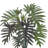 Weatherhill Elspeth Philodendron Plant