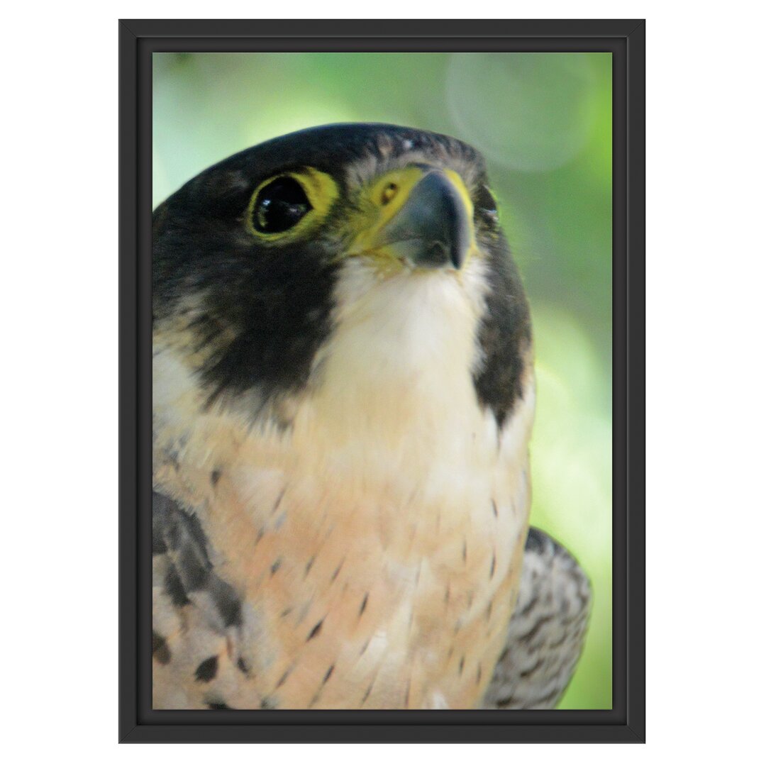 Gerahmtes Wandbild schöner grauer Adler