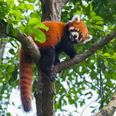 Red Panda in Tree 1 Piece Wrapped Canvas Wall Art