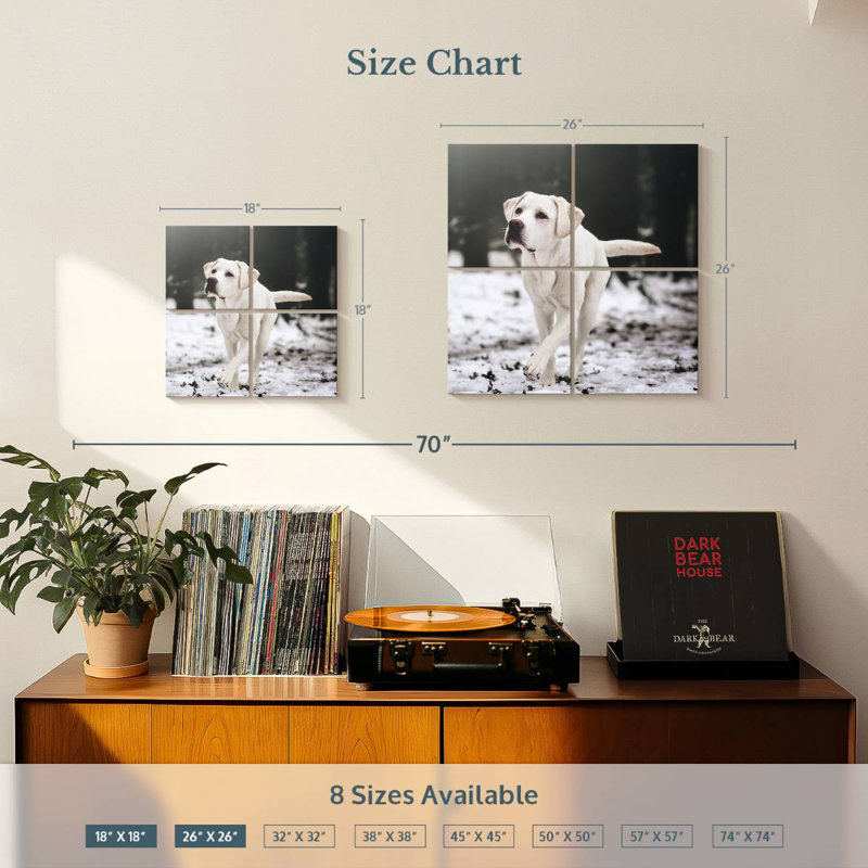 Brampt Labrador Retriever, H 26 po x l 26 po