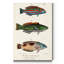 « Antique Fish trio I », reproduction d’art sur toile tendue-1700678605