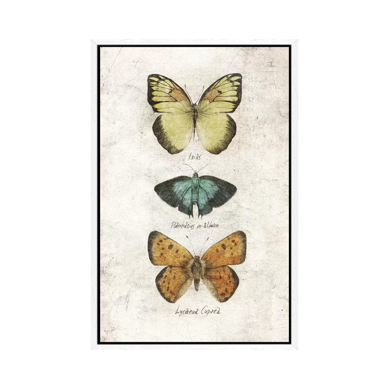 Butterflies V by Mike Koubou - Print on Canvas, White Framed, 101.6cm H x 66.04cm W x 3.81cm D