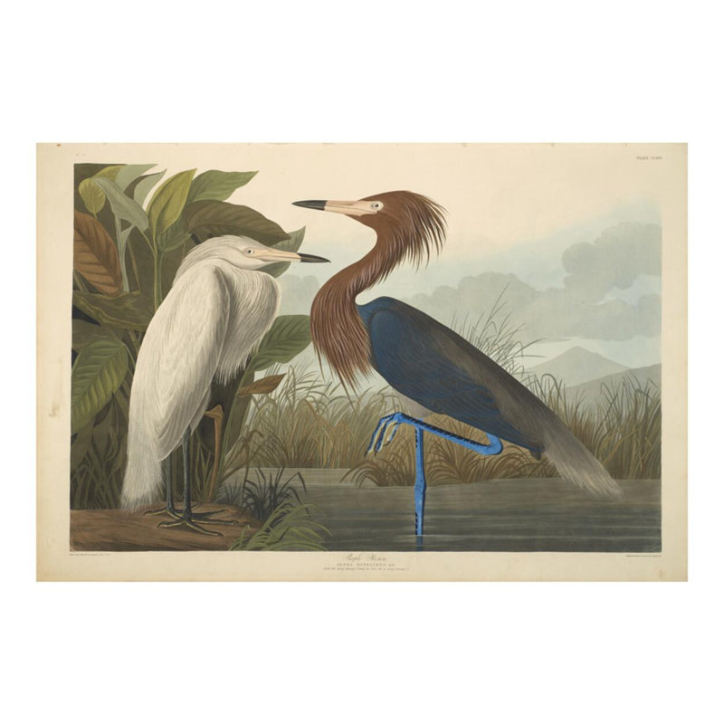 Héron mauve des oiseaux d'Amérique de 1827 à 1838 par John James Audubon - Impression giclée, H 16 po x l 20 po