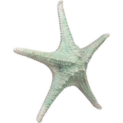 Grande statue de coquillage Coplin Ebros