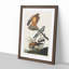 Marsh Hawks by John Audubon - Framed Print-55575699-55575700