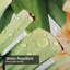 Abstrait fleur tropicale Aloha avec 12 crochets-1232436592