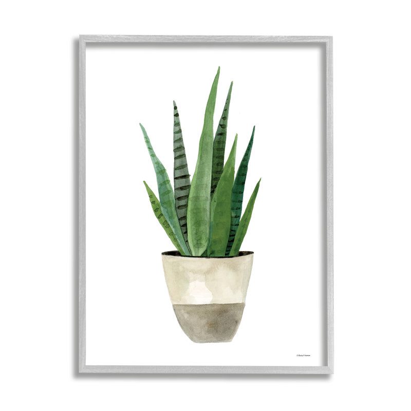 «Pots Aloe Plant Casual» par Rachel Nieman - cadre flottant, impression sur bois, L 11 po x H 14 po x P 1,5 po