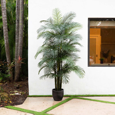 Plante