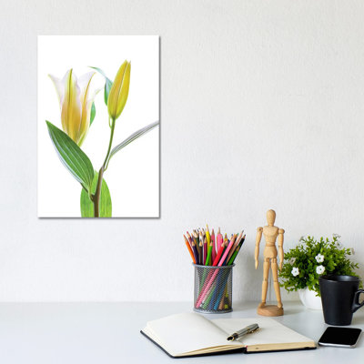 Asiatic Lily Against White Background - Wrapped Canvas Print
