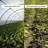 Greenhouse Plastic Panel Cover-53816941