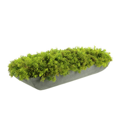 Moss 6" Artificial in Fiberstone Planter