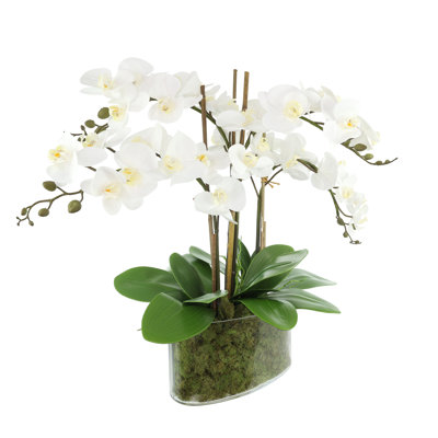 Arrangement floral orchidée en pot