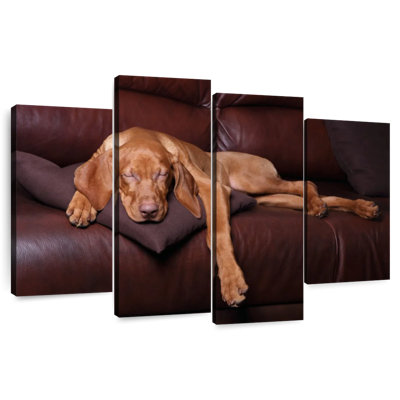 Brampt Sleeping Vizla Dog