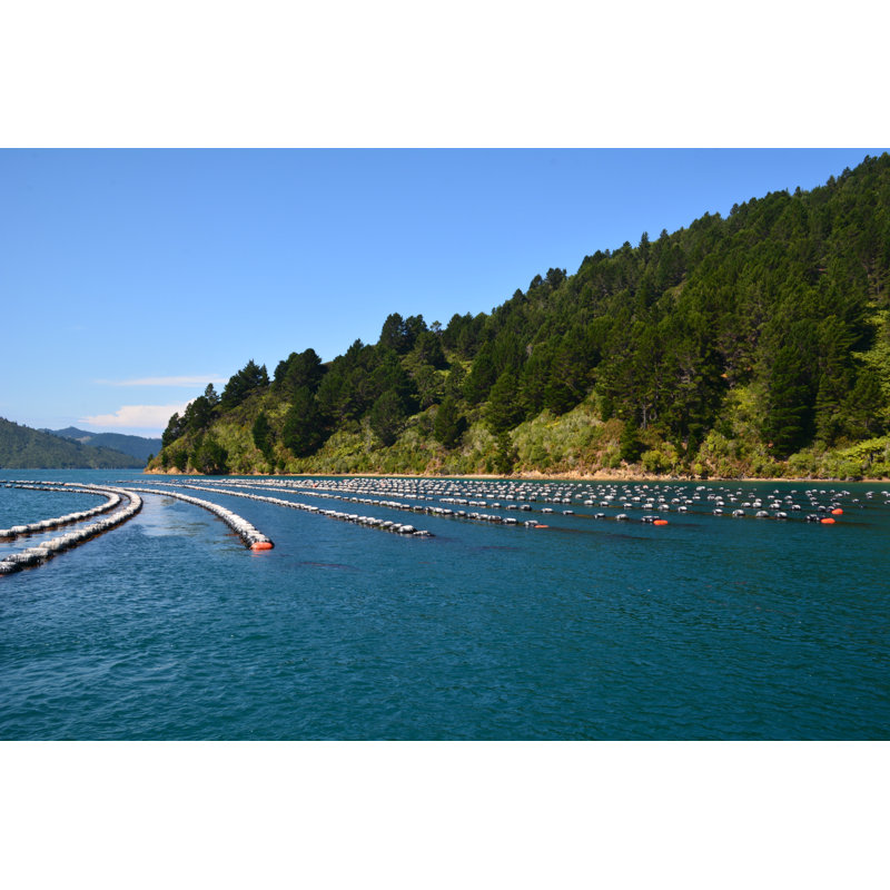 Mussel Farm - Wrapped Canvas Print, 30cm H x 46cm W