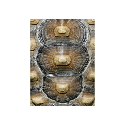 Carapaced Motif VI by Austin Beiv - Graphic Art