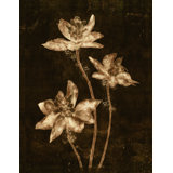 Sunset In Bloom II Print by Sofia Fox