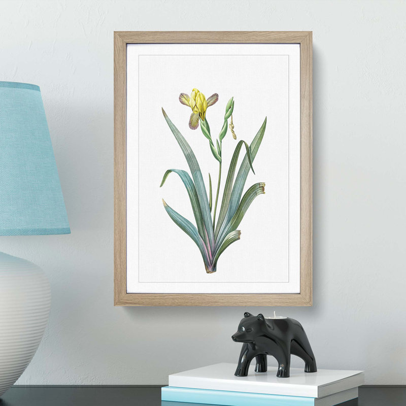 Hungarian Iris Flowers by Pierre-Joseph Redoute - Picture Frame Painting Print, Oak Framed, 48cm H x 36cm W x 2cm D