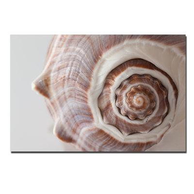 Sea Shell Print