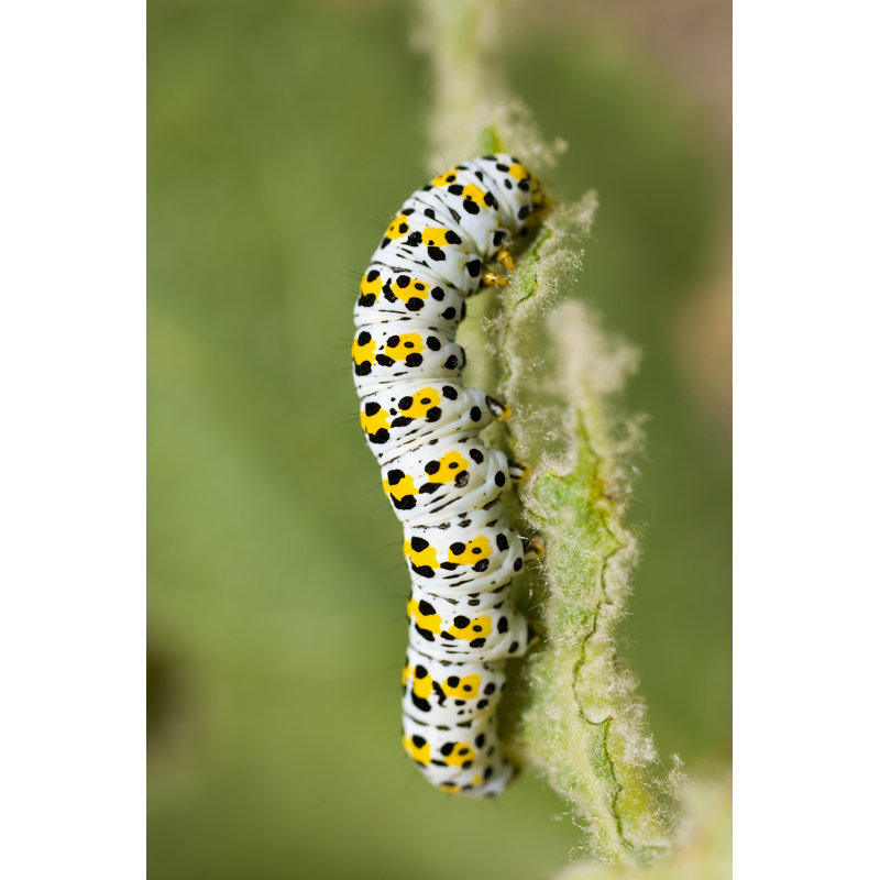 Photo de Kamli Eight Moth Chenille sur toile par Dmbaker, H 18 po x l 12 po