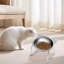 Cats Bowl Dog Dog Bowl