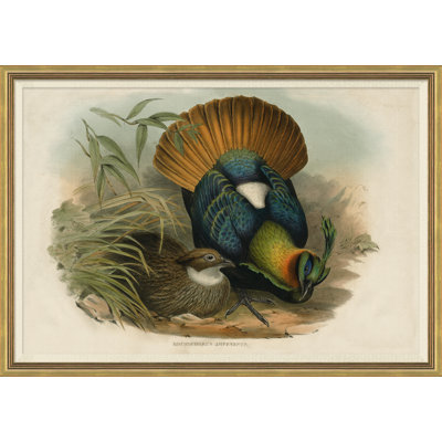 Pheasants from Goulds