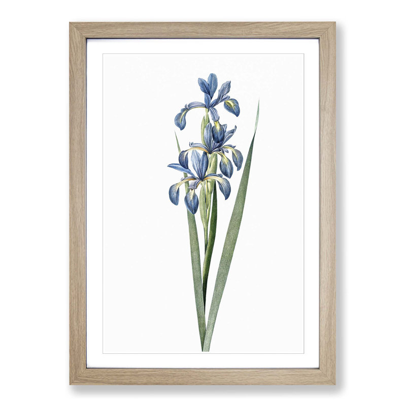 Blue Iris Flowers by Pierre-Joseph Redoute - Picture Frame Art Print, Oak Framed, 36cm H x 27cm W x 2cm D