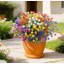 Arrangement-164632427