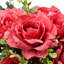 Ensemble de roses 19 po-512645558