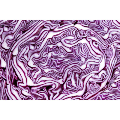 Annagene Red Cabbage - Wrapped Canvas Print