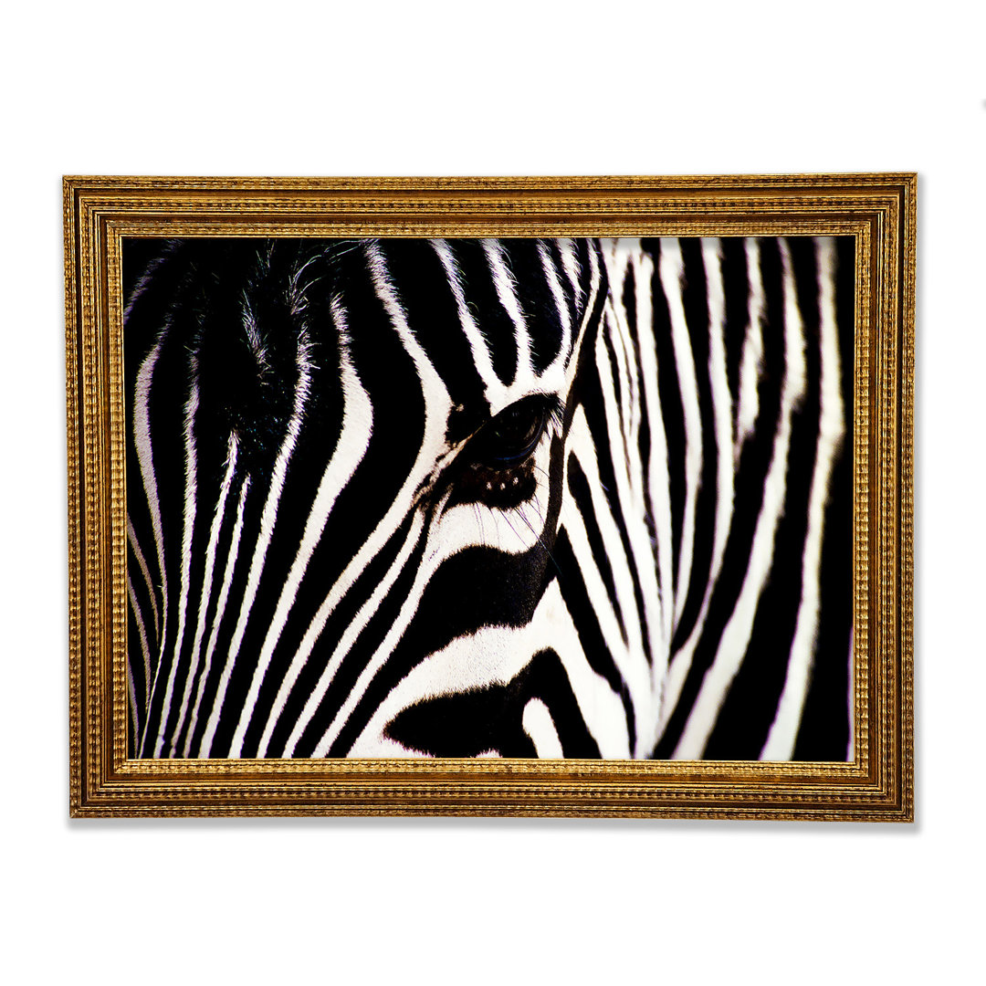 Zebra Starren - Druck