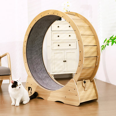 Roue d'exercice pour chat avec jouet interactif pour chats d'intérieur avec piste remplaçable et verrou de sécurité