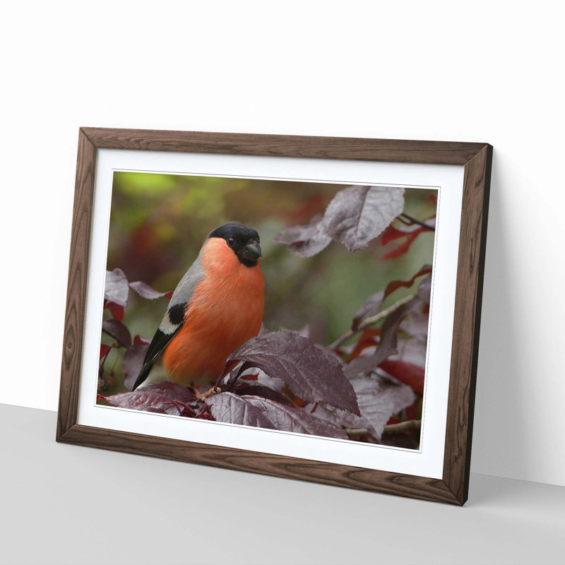 Bullfinch Bird Framed Photographic - Framed Print, Walnut