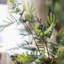 Branche d’acacia artificiel 47,2 "en vase